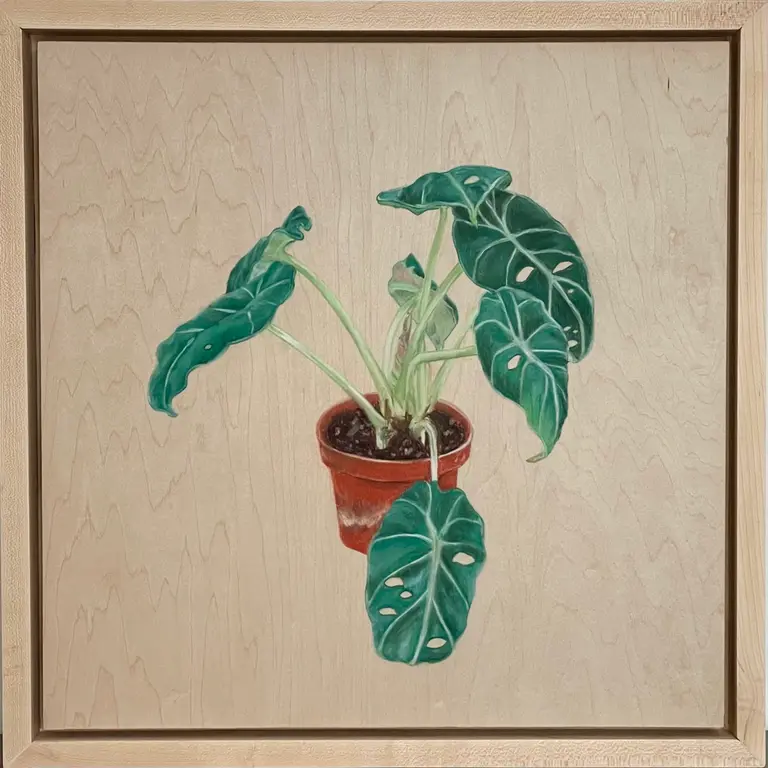 Image for Black Velvet (Alocasia Reginula)